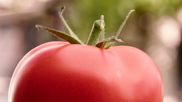Innere Werte, Tomate Agro-Marketing Suisse
